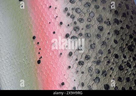 Adaminaby, nuovo Galles del Sud, Australia, 1st Jume, 2024, il modello ridipinto di una trota arcobaleno o di un mibacio Oncorhynchus nelle montagne innevate. Foto Stock