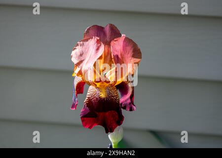 Vista macro di un unico fiore d'Iris barbucato rosso cremisi (Iris germanica) in varie sfumature di viola e giallo Foto Stock