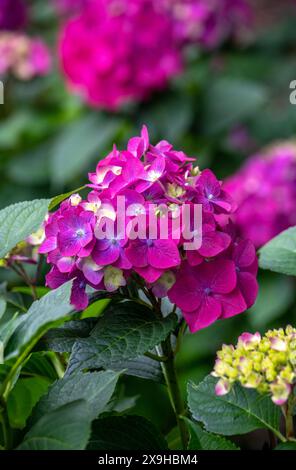 Delicate ortensie viola e rosa fioriscono in questo grazioso giardino del Michigan USA Foto Stock