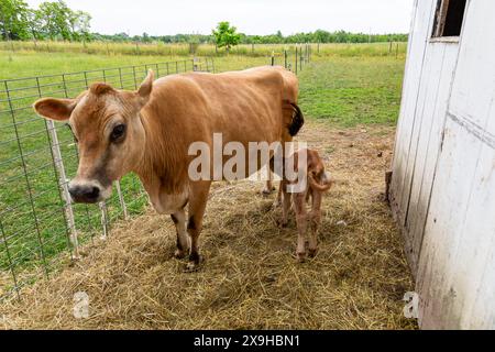 Un vitello toro si allatta da sua madre, una mucca marrone del Jersey, in una fattoria della contea di DeKalb vicino a Spencerville, Indiana, USA. Foto Stock