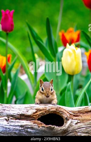 Un piccolo chippunk a strisce marrone sale su un tronco vuoto in un giardino pieno di tulipani Foto Stock