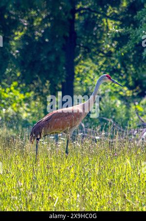 Una grande gru di sabbia da collina cammina attraverso un campo di fiori selvatici in questo grazioso parco dell'Indiana Foto Stock