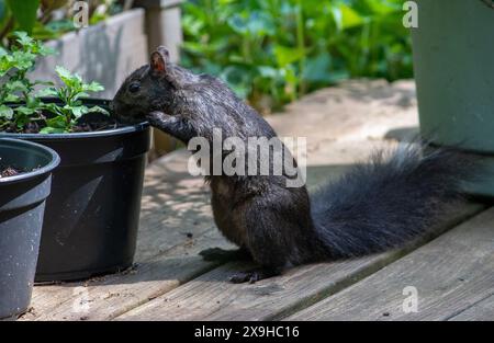 Curioso scoiattolo nero controlla le nuove piante da giardino sul ponte in legno Foto Stock