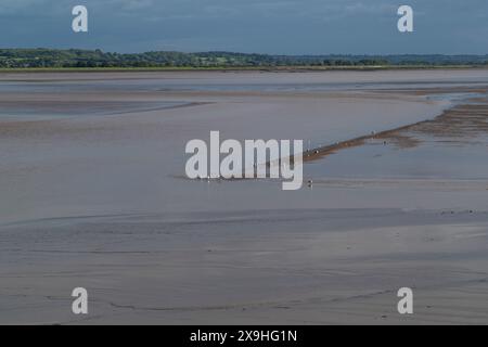 Gabbiani sulle sponde di sabbia rivelati dalla marea in calo, il fiume Severn a Lydney, Gloucestershire. Foto Stock