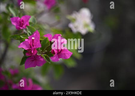 La bellezza della fioritura: Un vivace albero di Bougainvillea in piena gloria. Hedge , alcune varietà possono essere utilizzate per le siepi. Foto Stock