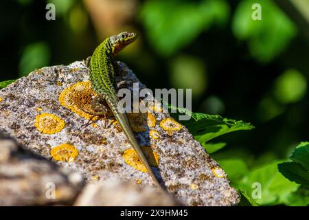 lucertola verde selvaggia sulla roccia Foto Stock