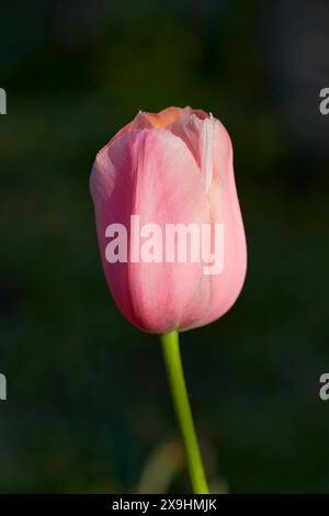 Vista ravvicinata di un fiore di tulipani rosa non aperto. Foto Stock