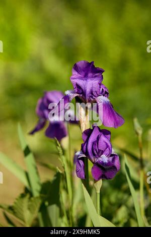 Fiori viola di Iris barbuti tedeschi (Iris germanica). Foto Stock