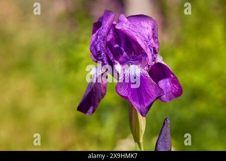 Fiore viola di un Iris barbuto tedesco (Iris germanica). Foto Stock