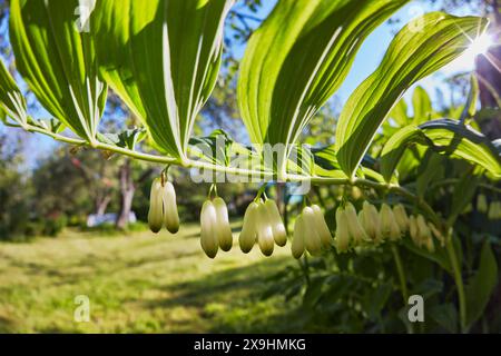 Stelo fiorito di un sigillo di Salomone comune (Polygonatum multiflorum). Foto Stock