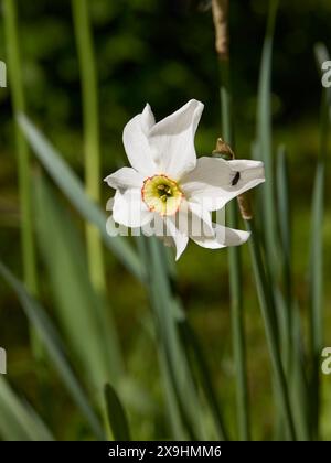 Fiore di narcidi bianco (Narcissus poeticus). Foto Stock
