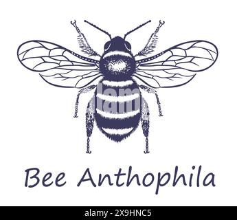 Punta di schizzo insetto. Anthophila Latin. Disegnato a mano con inchiostro. Isolato su sfondo bianco. Vettore. Illustrazione Vettoriale