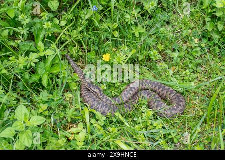 Adder femminile (Vipera berus) che si crogiola su praterie e flora di gesso nel Surrey, Inghilterra, Regno Unito Foto Stock