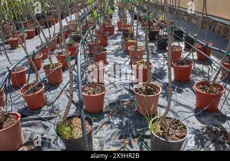 Corsia per la riproduzione di piante in un vivaio. File di alberi giovani Foto Stock