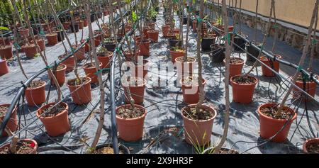 Corsia per la riproduzione di piante in un vivaio. File di alberi giovani Foto Stock