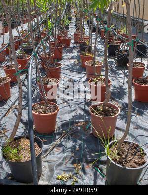 Corsia per la riproduzione di piante in un vivaio. File di alberi giovani Foto Stock