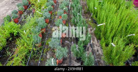 Corsia per la riproduzione di piante in un vivaio. File di alberi giovani Foto Stock