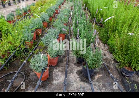 Corsia per la riproduzione di piante in un vivaio. File di alberi giovani Foto Stock