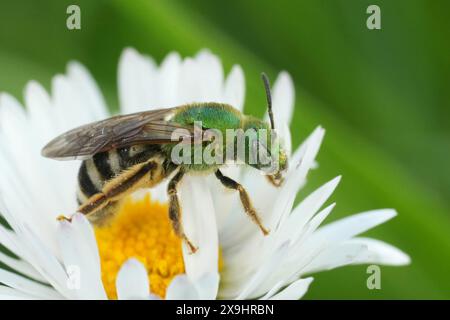 Primo piano naturale su una colorata ape verde metallizzata nordamericana, Agapostemon viresecens dell'Oregon, USA Foto Stock