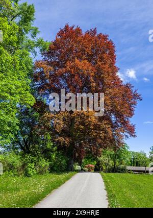 Bellissimo faggio di rame (Fagus sylvatica F. purpurea) nel Parco Höhenrieder, Bernried, Baviera, Germania, Europa Foto Stock