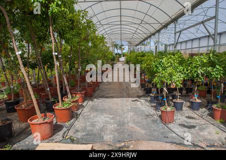 Corsia per la riproduzione di piante in un vivaio. Serra di agrumi Foto Stock