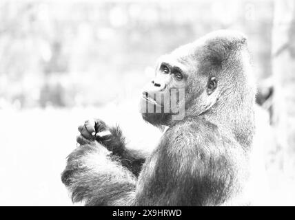 Pianura occidentale (Gorilla Gorilla gorilla gorilla) Foto Stock