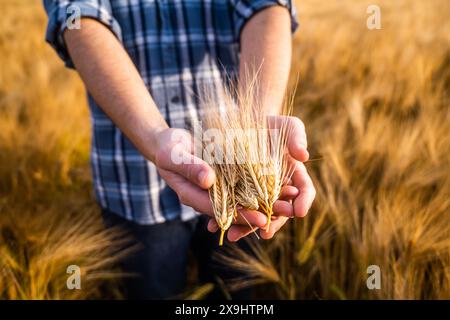 Primo piano sulle colture di grano nelle mani degli agricoltori. Foto Stock