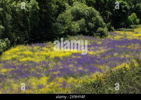 Campo fiorito vicino al bacino idrico di Aracena, Huelva, Andalusia, Spagna. Foto Stock