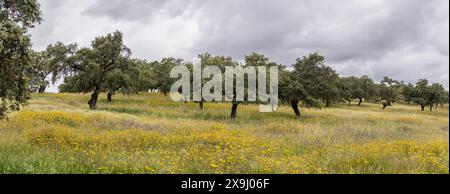 Pascolo tipico, vicino a Valverde del Camino, Campiña Andévalo Commonwealth, Huelva, Andalusia, Spagna. Foto Stock