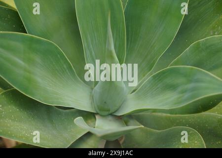 Una grande pianta di agave a foglia succulenta. Specie Xerophytic con grandi rosette di foglie forti e carnose Foto Stock