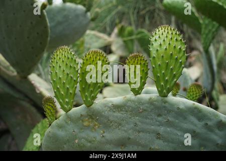 Tamponi verdi su un cactus di fichi d'India. Foto Stock