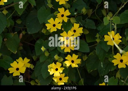 Thunbergia alata, fiori pelosi gialli e foglie verdi, primo piano. La vite "Susan dagli occhi neri" o Clockvine è un'erbacea perenne che si arrampica Foto Stock