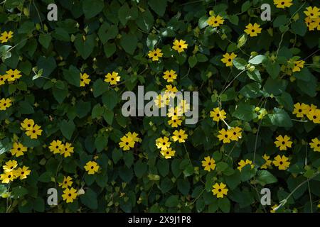 Thunbergia alata, fiori pelosi gialli e foglie verdi, primo piano. La vite "Susan dagli occhi neri" o Clockvine è un'erbacea perenne che si arrampica Foto Stock