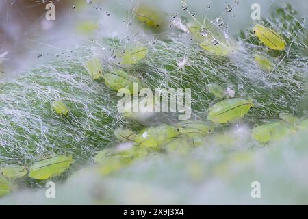 Foto macro estrema di piccoli afidi di prugne (Hyalopterus pruni) Foto Stock