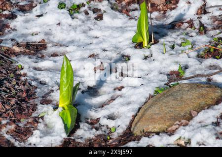 Cavolo puzzolente orientale, Symplocarpus foetidus, che cresce attraverso la neve all'inizio della primavera nel Connecticut. Foto Stock