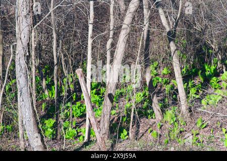 Cavolo puzzolente orientale, Symplocarpus foetidus, che cresce all'inizio della primavera in una foresta del Connecticut. Foto Stock