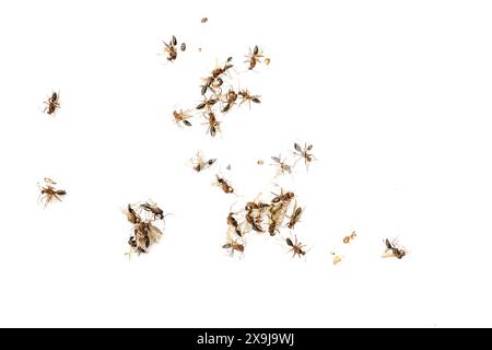 Il taglio di molti insetti o la termite di formica bianca muore su bianco isolato. Foto Stock