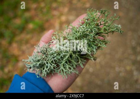 Baumflechte, Wald am Berg Blauen, Badenweiler, Schwarzwald, Baden-Württemberg, Deutschland Foto Stock