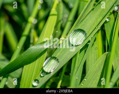 Gocce d'acqua sulla pala di erba Foto Stock