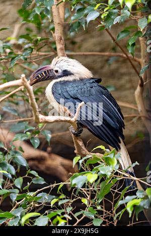 Il Visayan Hornbill, nativo delle isole Visayan nelle Filippine, presenta un caratteristico piumaggio bianco e nero. Questa foto cattura il suo unico p Foto Stock