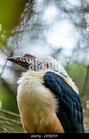 Il Visayan Hornbill, nativo delle isole Visayan nelle Filippine, presenta un caratteristico piumaggio bianco e nero. Questa foto cattura il suo unico p Foto Stock