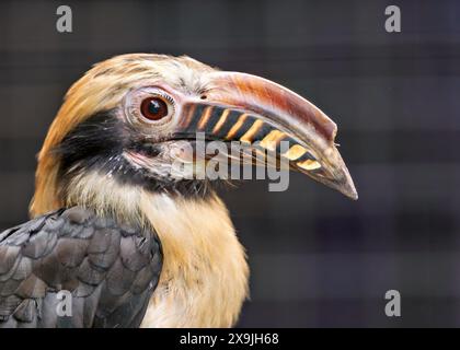 Il Visayan Hornbill, nativo delle isole Visayan nelle Filippine, presenta un caratteristico piumaggio bianco e nero. Questa foto cattura il suo unico p Foto Stock