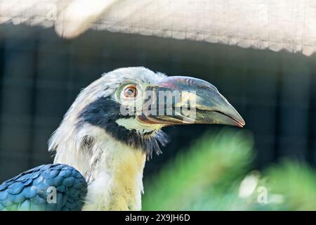 Il Visayan Hornbill, nativo delle isole Visayan nelle Filippine, presenta un caratteristico piumaggio bianco e nero. Questa foto cattura il suo unico p Foto Stock