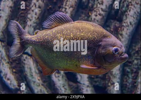 Piranha dal panciotto rosso. Uno sciame di pesci piranha. Pesci d'acqua dolce relativamente pericolosi. Piranhas dal panciotto rosso Pygocentrus nattereri - pesce sudamericano. Foto Stock