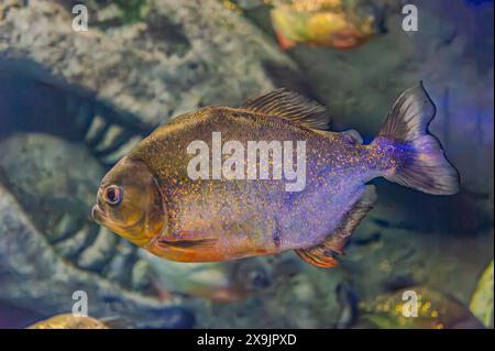 Piranha dal panciotto rosso. Uno sciame di pesci piranha. Pesci d'acqua dolce relativamente pericolosi. Piranhas dal panciotto rosso Pygocentrus nattereri - pesce sudamericano. Foto Stock