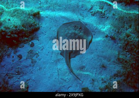 Limma di Taeniura purea blu nella barriera corallina del Mar Rosso. Tondo Stingray. Urotrygon chilensis. La pastinaca comune è pronta per l'avvio di Dasyatis Foto Stock