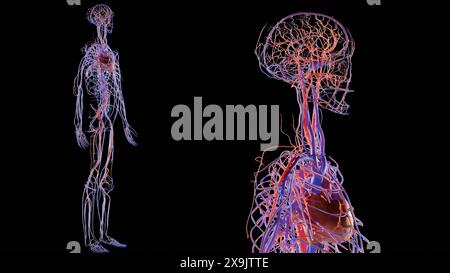 Anatomia del sistema circolatorio arterioso e venoso umano, illustrazione accurata dal punto di vista medico del cuore con vene e arterie, schema dei vasi sanguigni, vasi sanguigni, Foto Stock