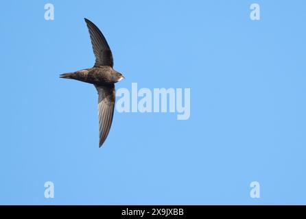 Un Swift (Apus apu) che cattura insetti sull'ala, Oxfordshire Foto Stock