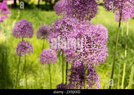 Allium giganteum comunemente chiamato Allium Cipolla gigante in fiore all'inizio dell'estate Foto Stock