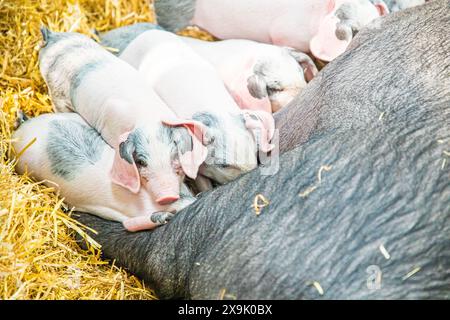 MAZZUOLO SHEPTON, SOMERSET, REGNO UNITO. 1 giugno 2024, cucciolata di piccoli maialini che succhiano su una scrofa che si stende in paglia al Royal Bath and West Show 2024. Accreditamento John Rose/Alamy Live News Foto Stock